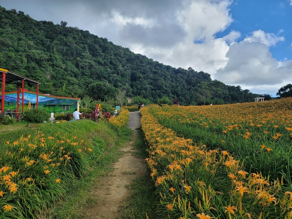 【國內∣旅遊】2022花蓮金針花海♥六十石山今年缺水，花苞不