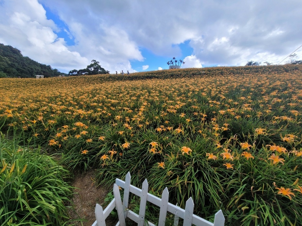 【國內∣旅遊】2022花蓮金針花海♥六十石山今年缺水，花苞不