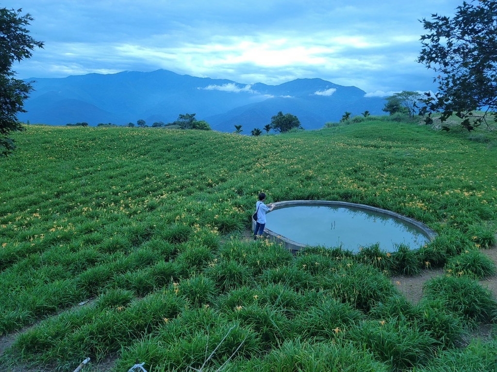 【國內∣旅遊】2022花蓮金針花海♥六十石山今年缺水，花苞不