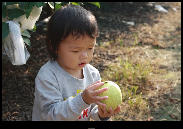 2010.12.05古坑摘芭樂-022.jpg