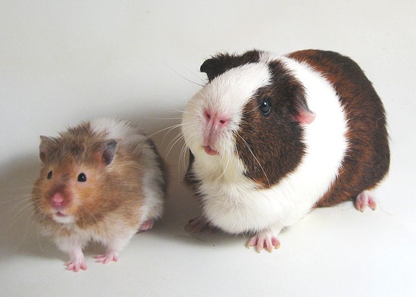 Guinea pig x Syrians 008.jpg