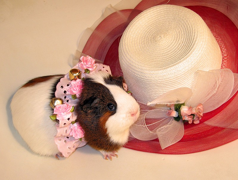 Guinea pig in roses 018.jpg