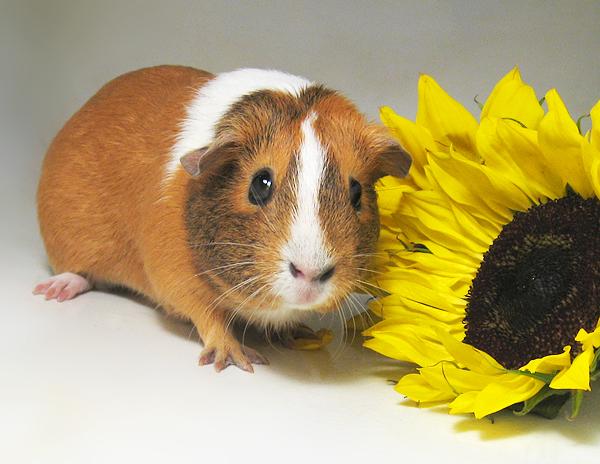 Sunflower rodents 018.jpg