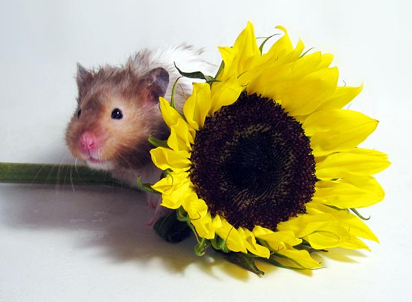 Sunflower rodents 016.jpg