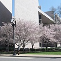 DC cherry blossoms trip 127.jpg