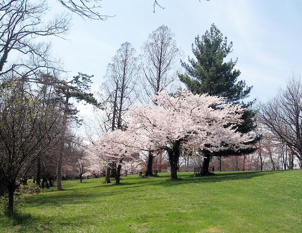 DC cherry blossoms trip 205.jpg