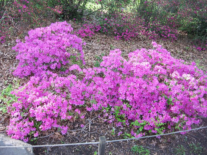 Sakura Matsuri 121.jpg