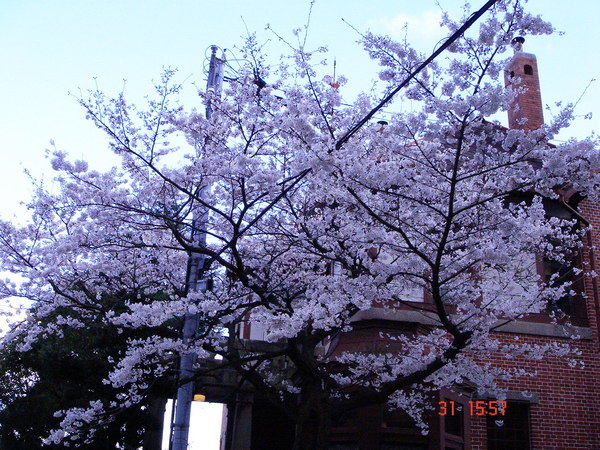 這顆櫻樹的花就開爆了