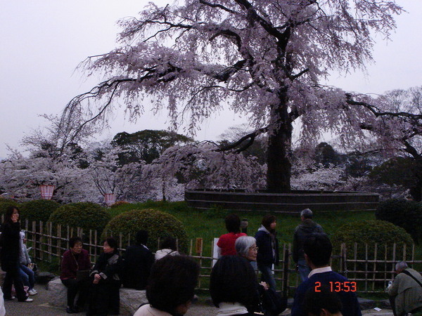 這是円山公園內著名的古老櫻樹