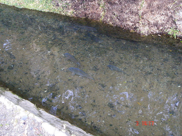 哲學之道旁疏水道裡的大肥魚