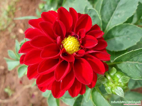 red-dahlia-flower.jpg