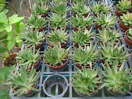 DSC02684.JPG DSC02684.JPG