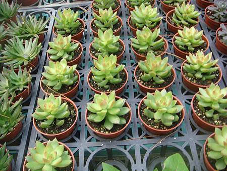 DSC02685.JPG DSC02685.JPG