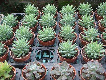 DSC02686.JPG DSC02686.JPG