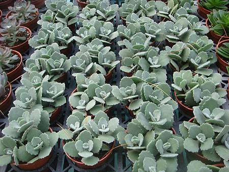 DSC02688.JPG DSC02688.JPG