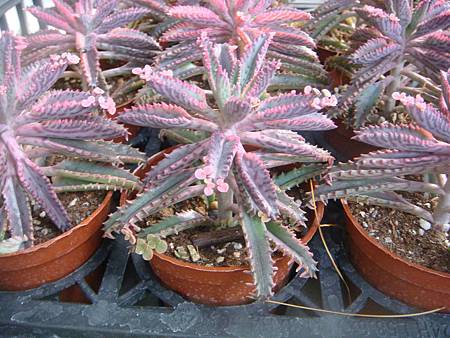 DSC02697.JPG DSC02697.JPG