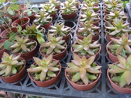 DSC02700.JPG DSC02700.JPG