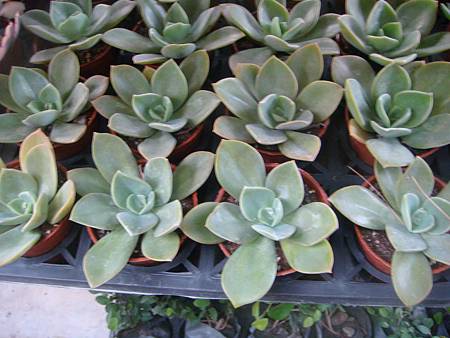 DSC02707.JPG DSC02707.JPG