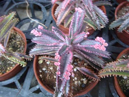 DSC02711.JPG DSC02711.JPG