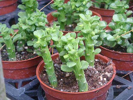 DSC02718.JPG DSC02718.JPG