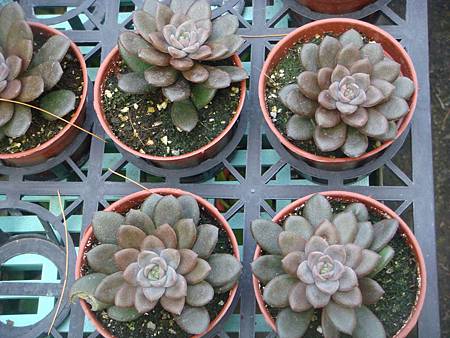 DSC02747.JPG DSC02747.JPG