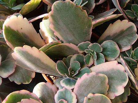 DSC02843.JPG DSC02843.JPG