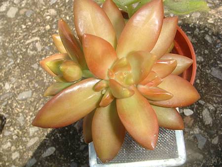 DSC02543.JPG DSC02543.JPG