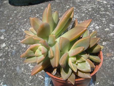 DSC02524.JPG DSC02524.JPG