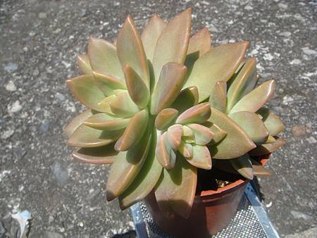 DSC02525.JPG DSC02525.JPG