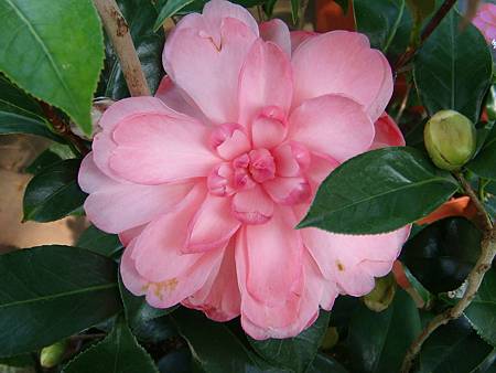 DSC02821.JPG DSC02821.JPG