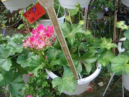 天竺葵 新 (1).JPG 天竺葵 新 (1).JPG