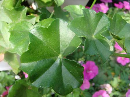 天竺葵 新 (3).JPG 天竺葵 新 (3).JPG