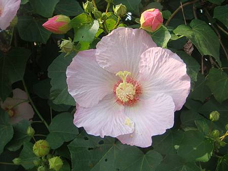 木芙蓉 (2).JPG 木芙蓉 (2).JPG