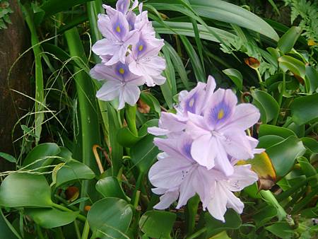 布袋蓮 (5).JPG 布袋蓮 (5).JPG