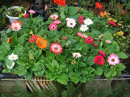 非洲菊 (1).JPG 非洲菊 (1).JPG