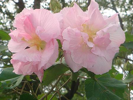 重瓣木芙蓉 (9).JPG 重瓣木芙蓉 (9).JPG