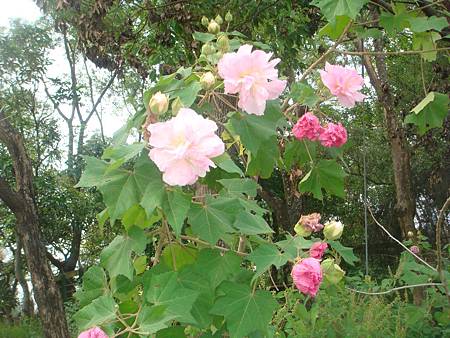 重瓣木芙蓉 (10).JPG