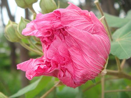 重瓣木芙蓉 (12).JPG 重瓣木芙蓉 (12).JPG