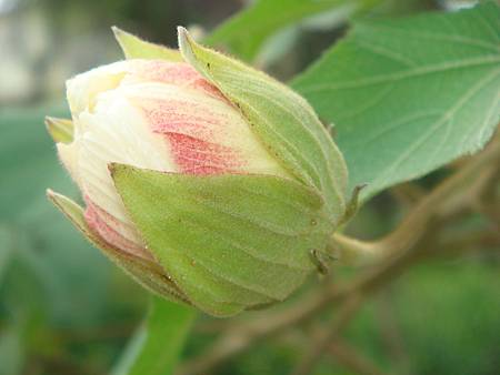 重瓣木芙蓉 (13).JPG 重瓣木芙蓉 (13).JPG