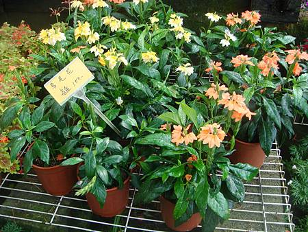 鳥尾花 (1).JPG 鳥尾花 (1).JPG