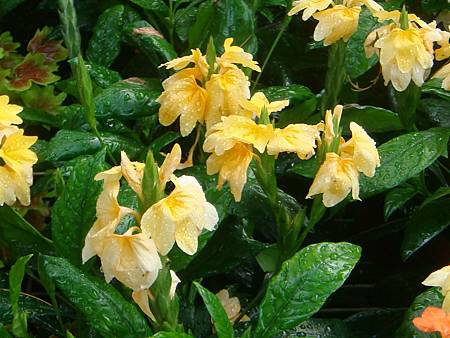 鳥尾花 (2).JPG 鳥尾花 (2).JPG