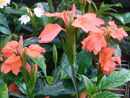 鳥尾花 (5).JPG 鳥尾花 (5).JPG