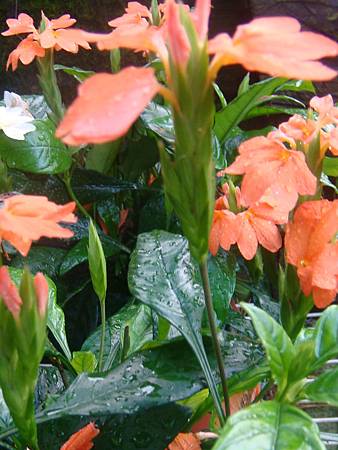 鳥尾花 (6).JPG 鳥尾花 (6).JPG