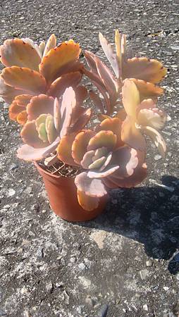 1117 (1).JPG 1117 (1).JPG