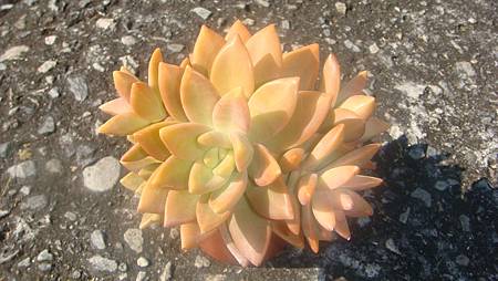 1117 (4).JPG 1117 (4).JPG