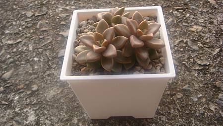 1118 (2).JPG 1118 (2).JPG