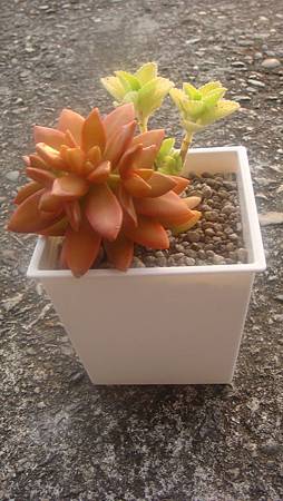 1118 (3).JPG 1118 (3).JPG