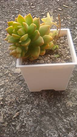 1118 (4).JPG 1118 (4).JPG