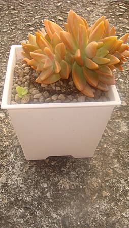 1118 (6).JPG 1118 (6).JPG