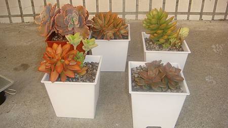 1118 (8).JPG 1118 (8).JPG